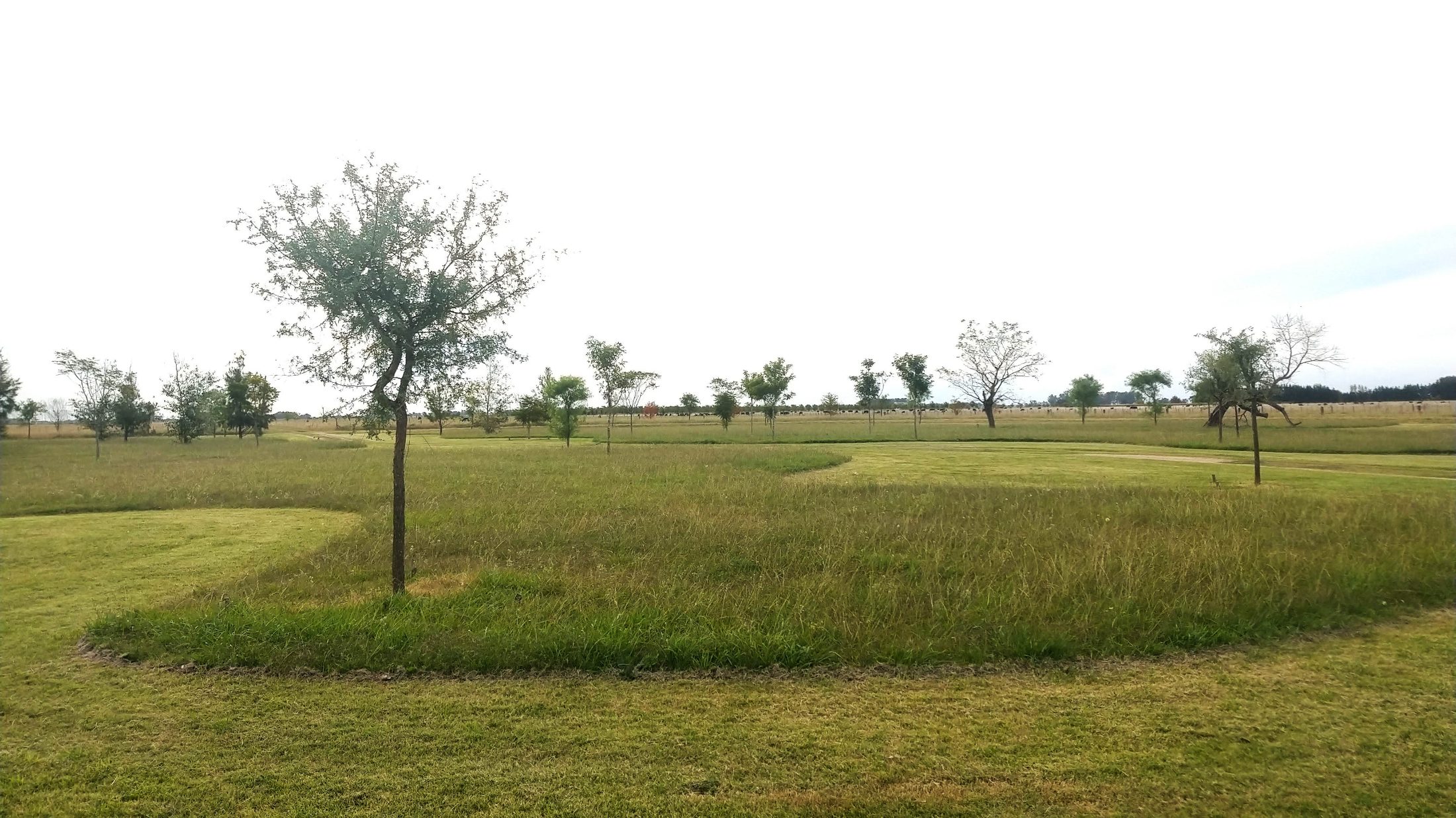 Campo Griselda