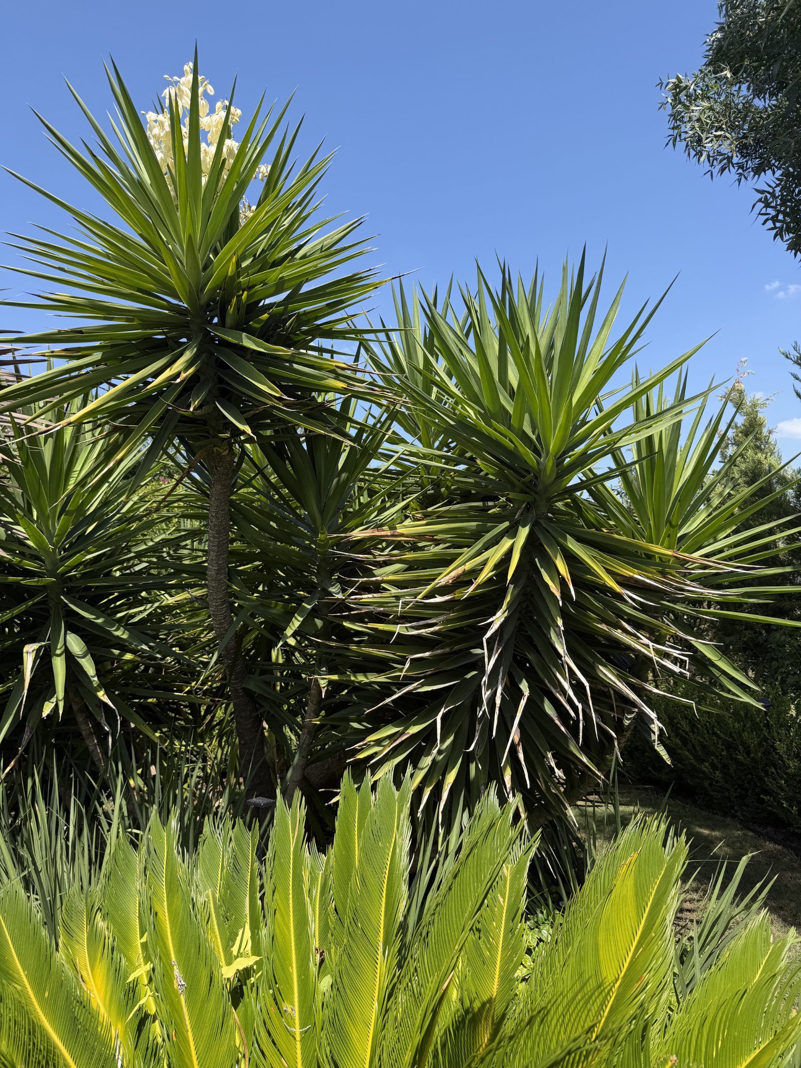 Jardín Casuarinas