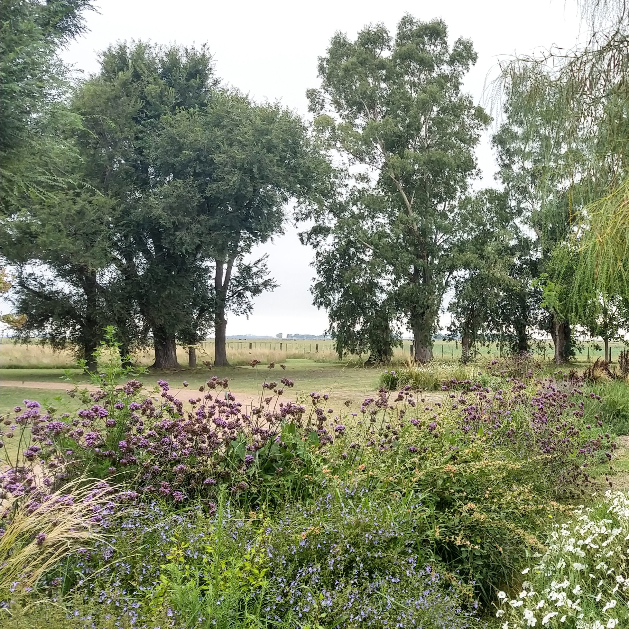 Campo Griselda