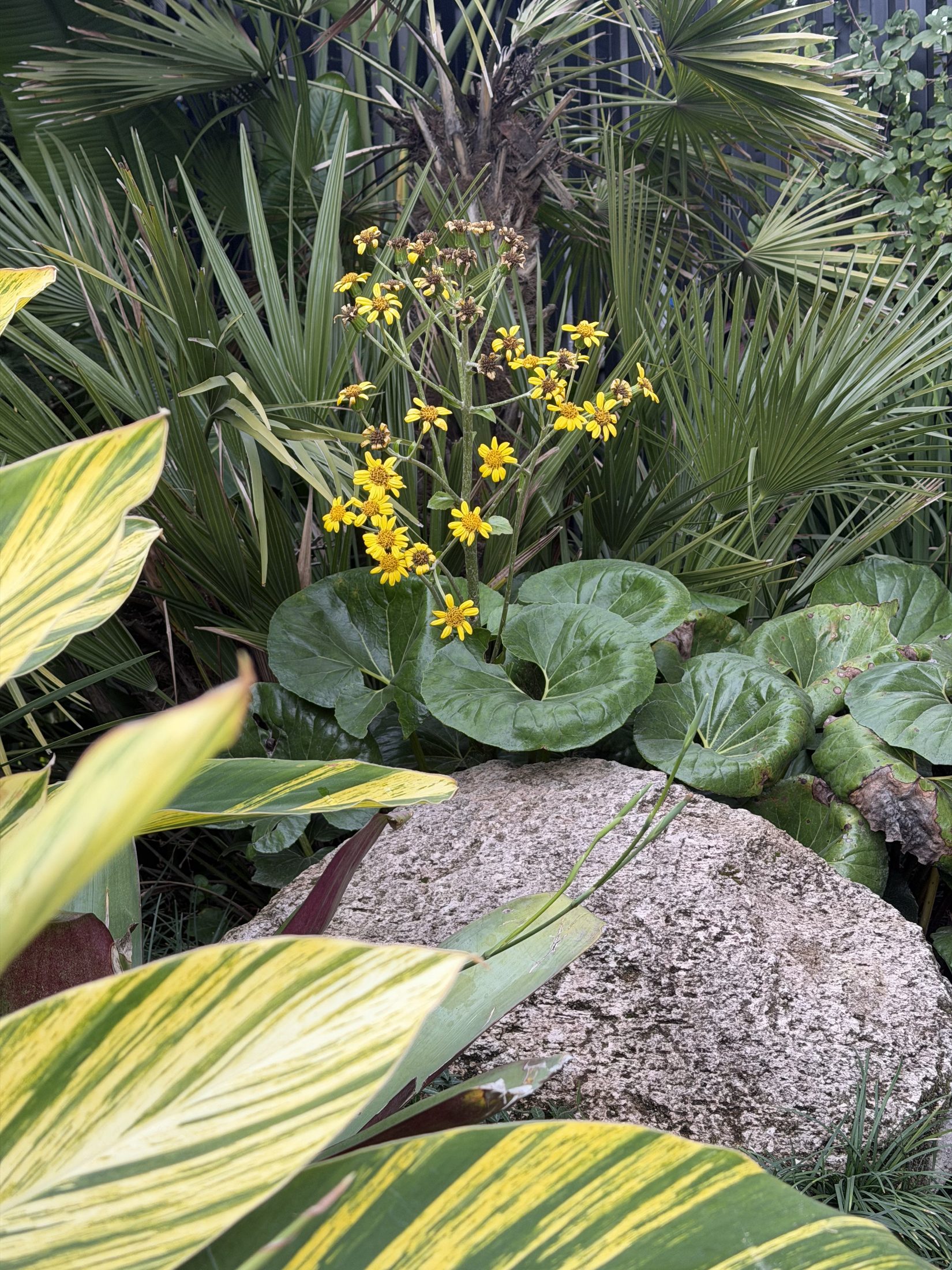 Jardín Casuarinas